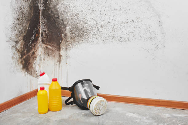 Best Crawl Space Mold Removal  in Vale, OR
