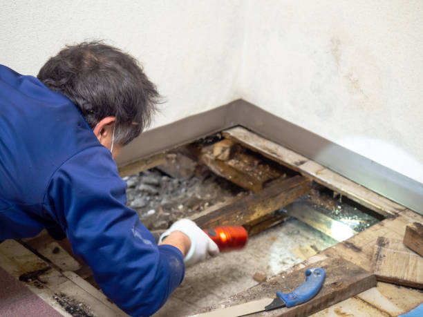 Best Office Mold Removal Services  in Vale, OR