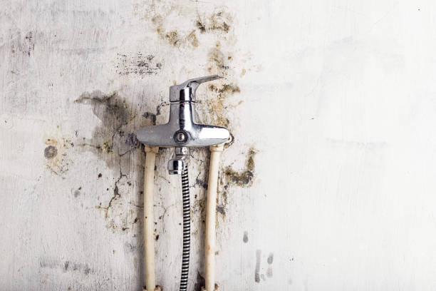 Best Mold Cleaning Services  in Vale, OR
