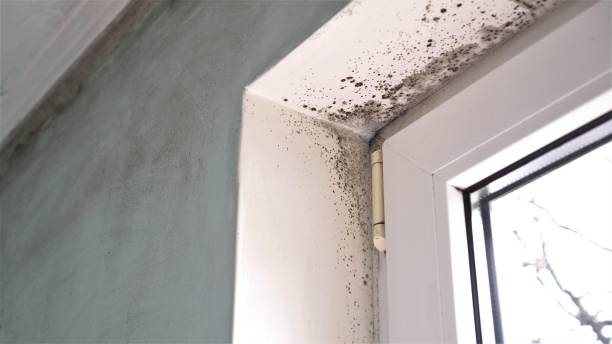 Best Mold Testing  in Vale, OR
