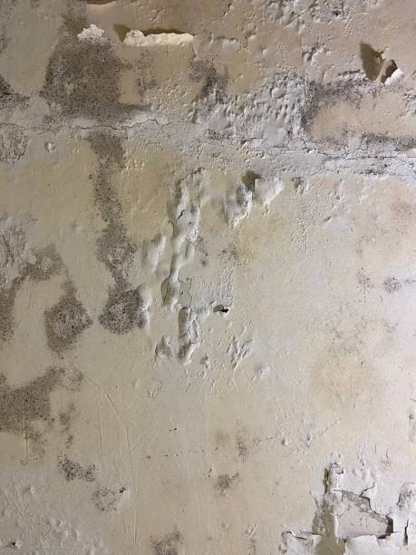Best Mold Testing  in Vale, OR