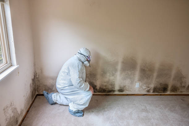 Trusted Vale, OR Mold Removal Experts