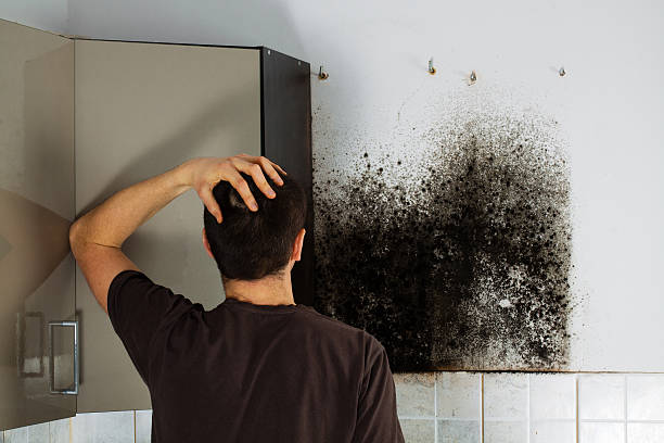 Best Office Mold Removal Services  in Vale, OR