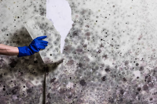 Best Mold Removal Process  in Vale, OR